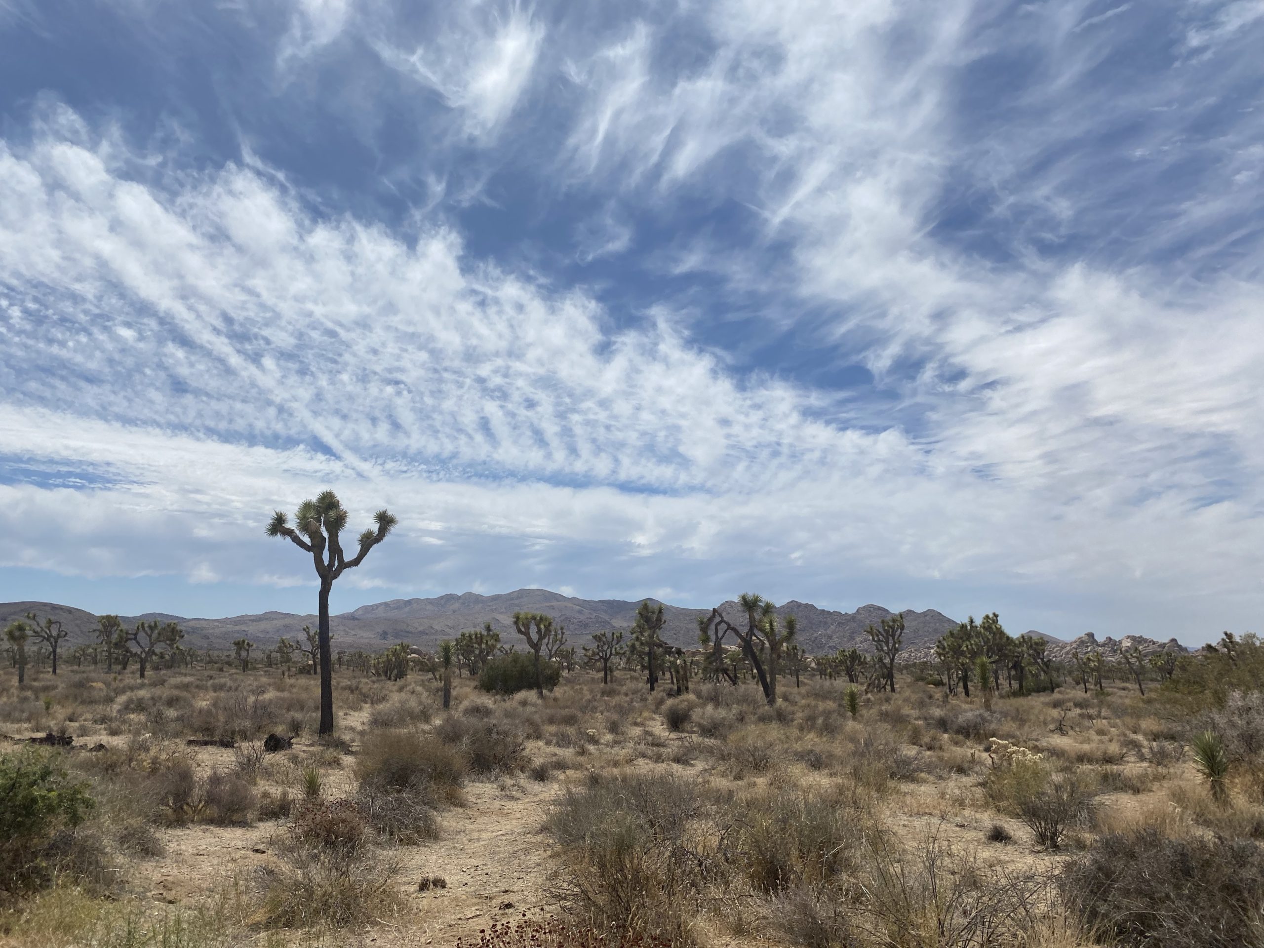 Joshua Tree National Park