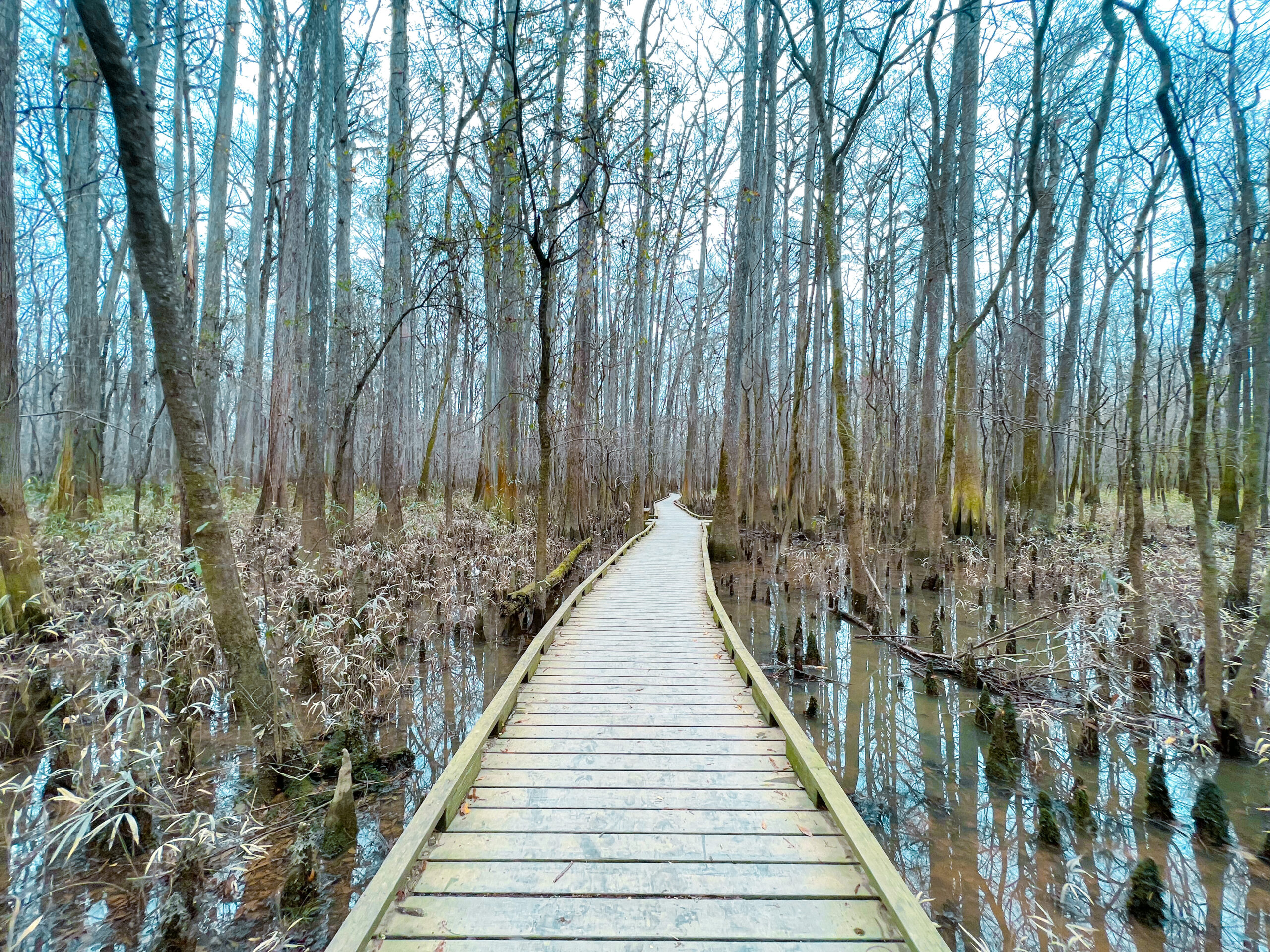 Congaree National Park